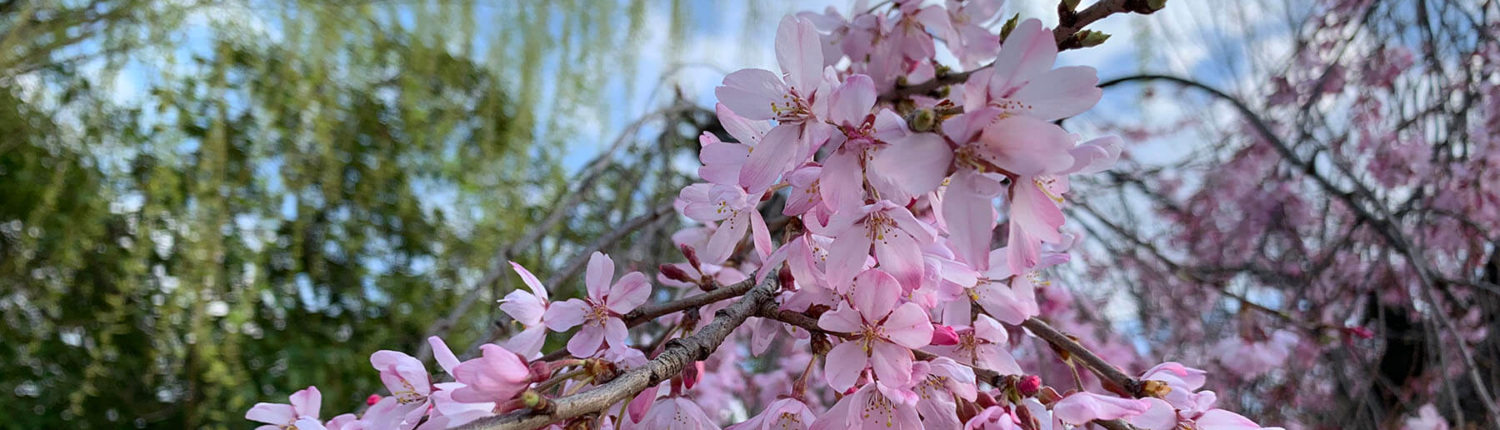 japan seasonal tours