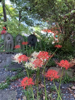 japan spiritual tours reviews