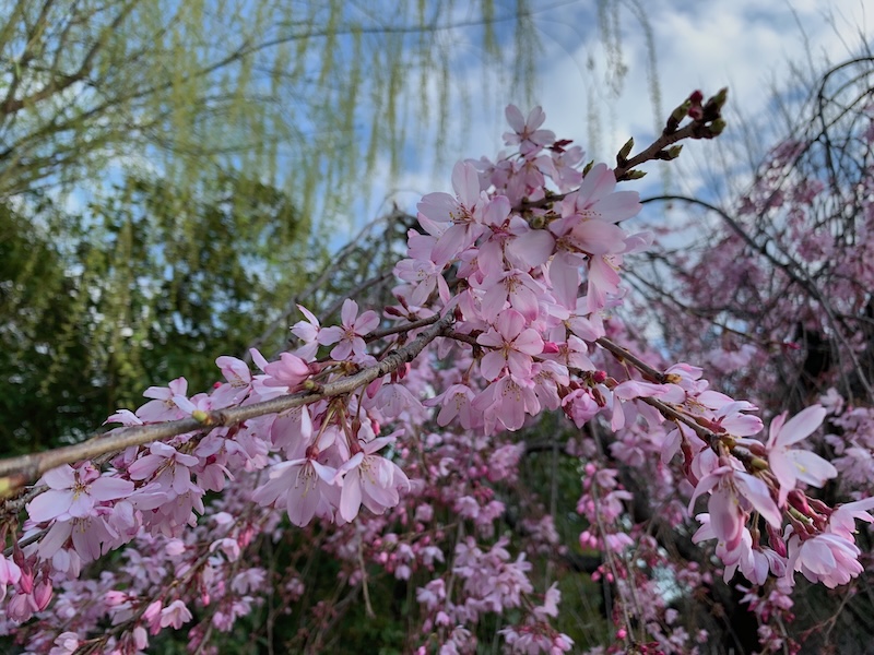 Cherry blossoms 4