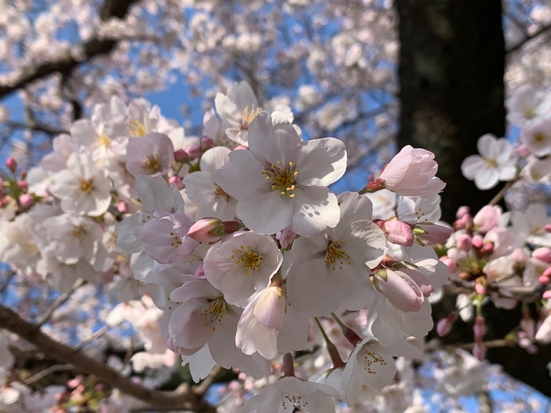 Cherry blossoms 3