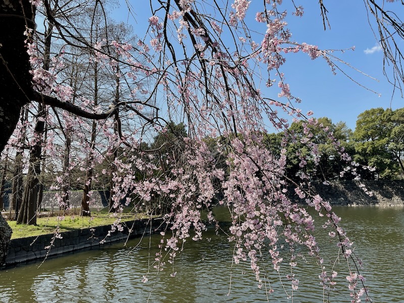Cherry Blossoms 2