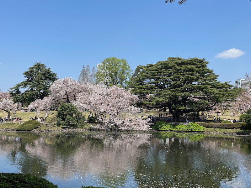 All About Cherry Blossoms