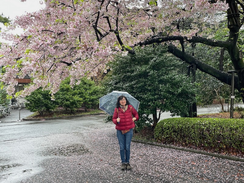 sakura 1