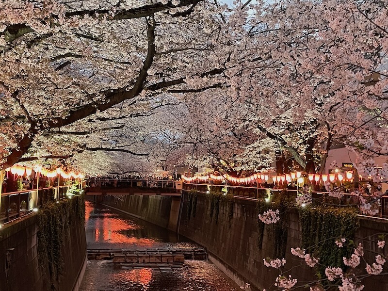 Meguro river sakura