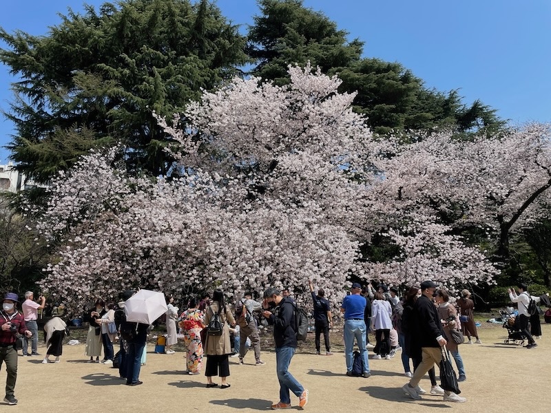 Sakura Shinjuku Gyoen