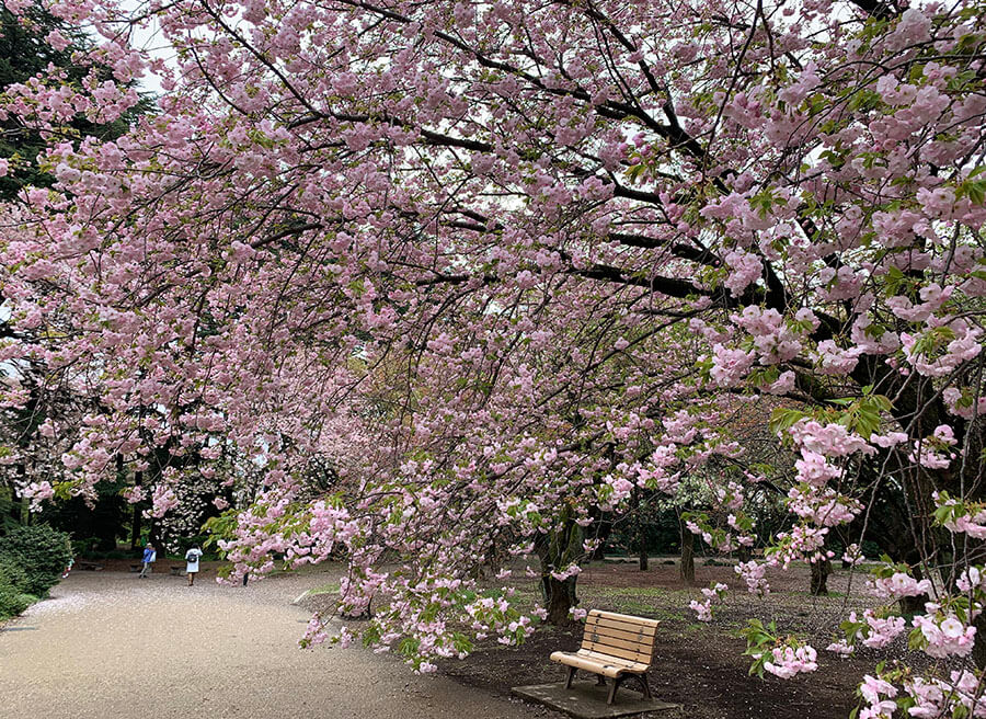 seasonal tours in Japan