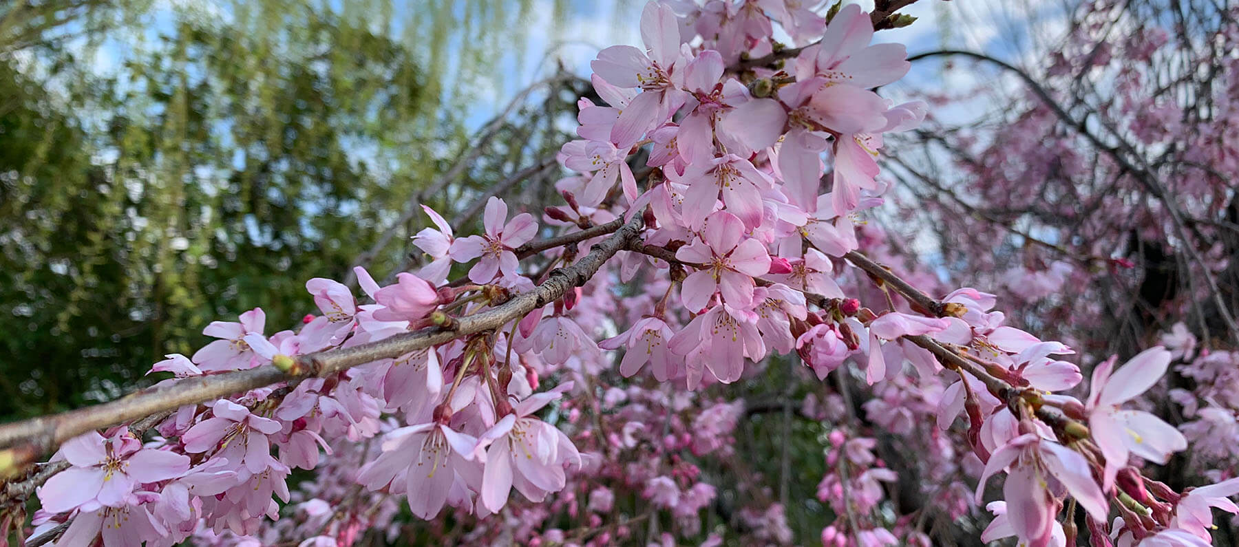 Japan seasonal tours