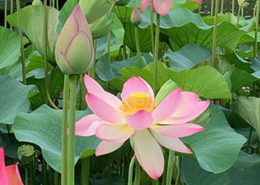 japanese lotus