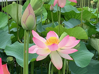 japanese lotus